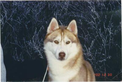 Stud Dogs - Siberian Husky